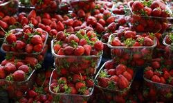 Çilekte Üretici ile Market Arasındaki Fiyat Farkı 30 TL'den 260 TL'ye Ulaştı