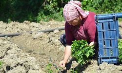 Çukurören Köyünde 162 Yıllık Kırmızıbiber Geleneği Sürüyor