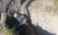Define Kazısında Açılan Çukura Düşen İnek Kurtarıldı