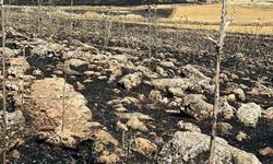 Diyarbakır Çınar'da Ekili Alanlarda Yangın: Yüzlerce Dönüm Zarar Gördü