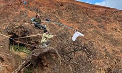 Dünyada Tek Kalan Dendroseris neriifolia Ağacı Koruma Altında