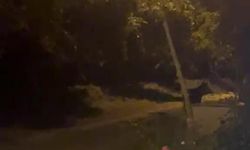 Düzce'de Gece Saatlerinde Köye İnen Ayı Korku ve Heyecan Yarattı