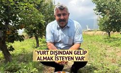 Düziçi'nde Orange Ruby Kayısı Bahçesi Yüksek Verim Sağlıyor