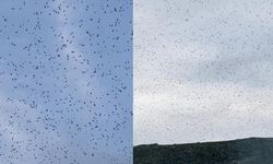 Elazığ Akdağ'da Binlerce Böceğin Oluşturduğu Doğa Olayı
