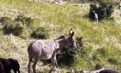 Elazığ'da Dronun Sesi Kaybolan Eşeği Sürüye Geri Döndürdü