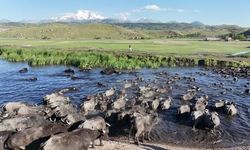 Erciyes Eteklerinde Manda Sağımı Safari Keyfi