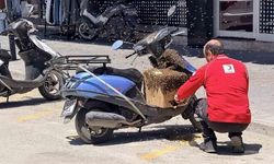 Erzincan'da Oğul Veren Arı Kolonisi Motosiklete Kondu