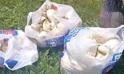 Erzurum Aziziye'de Sağanak Sonrası Mantar Bereketi Yaşanıyor