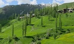 Erzurum'da Yüzyıllık Öküz Göçü Zorlu Koşullarda Gerçekleşti