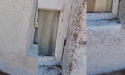 Gaziantep Oğuzeli'nde Sinek İstilası Endişe Yarattı