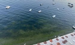 Gemlik Körfezi'nde Deniz Yeniden Berraklaştı