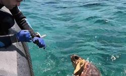 Gökova Körfezi'nde Deniz Kaplumbağası Paragat Ağına Takıldı, Dernek Ekipleri Kurtardı