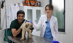 Gürsu Hayvan Bakım Merkezi Sokak Hayvanlarına Yeni Umut Oluyor
