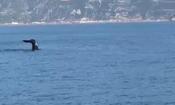 Hatay Kıyılarında Balina Görüldü