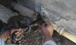 Hatay'da Diyaliz Hastası Ailenin Evinde Bulunan İki Dev Karayılan Güvenle Doğaya Salındı