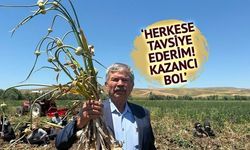 Haymana'da İlk Sarımsak Hasadı: 350 Ton Ürün Bekleniyor