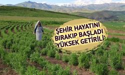 İstanbul'dan Bayburt'a Yerleşen Kadın Üretici, Tarhunla Ekonomiye Katkı Sağlıyor