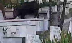 Karabük'te Mezarlıkta Otlayan Yaban Domuzu Kamerada
