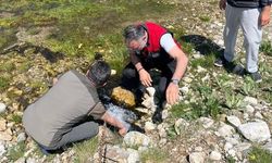 Kestel'de Ahududu ve Böğürtlen Üretimine Destek İçin Sulama Projesi