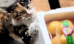 Köpük Kutuda Pençelerini Deneyen Minik Kedi