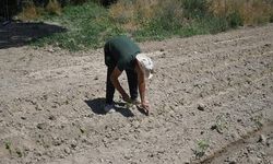Kuşadası Adabahçe'de Yaz Hasadı İçin Gün Sayıyor
