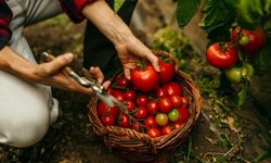 Lezzet Hafızamızda Kaybolan Domatesin Gerçek Tadı