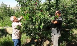Malatya Dalbastı Kirazında İşçi Sıkıntısı ve Zararlı Tehdidi