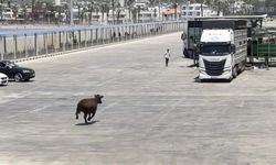 Mersin Taşucu Limanı'nda Angusun Denize Düşme Anı