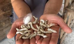 Muğla Köyceğiz'de İpek Böcekçiliği 110 Aileye Ek Gelir Sağlıyor