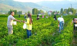 Muş'ta Çilek Tarlasına Özgür Giriş: Dalından Ye, Götürmek İstersen Öde