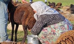 Muş'ta Yayla Hayvancılığı ve Sütün Kalite Sırrı