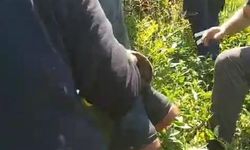 Rize'de Kiraz Toplarken Düşen Genç Hastaneye Kaldırıldı