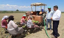Saruhanlı'da Tütün Dikim Sezonu Resmen Başladı