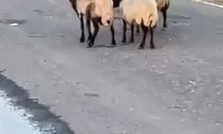 Siirt'te Rögar Suyunu İçen 32 Küçükbaş Hayvan Telef Oldu