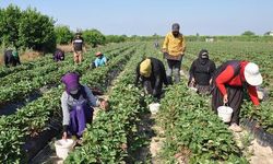 Silifke Çileğinde Hasat Devam Ediyor: Kilogramı 25 Lira