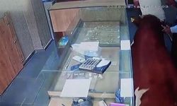 Siverek'te Sahibinden Kaçan Dana Kuyumcuya Girdi