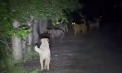 Sokak Köpekleri ile Ayılar Arasındaki Çatışma Kameraya Yansıdı