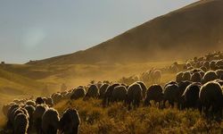Tatvan'da Yayla Göçü: Binlerce Koyun Yüksek Rakımlara Göç Ediyor