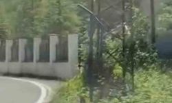 Trabzon'da Nadir Görülen Çengel Boynuzlu Dağ Keçisi Yavrusu Karayolunda Görüntülendi