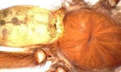 Türkiye'nin Örümcek Faunasına Yeni Tarantula Cinsi Katıldı