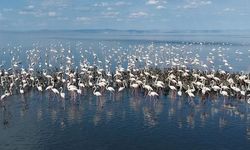 Tuz Gölü'nde Flamingo Yavrularında Umut Veren Artış
