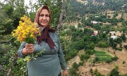 Adana Feke'de Doğal Şifa Geleneği: Kantaron ve Kekik Yağı Güneşte Hazırlanıyor