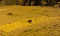 Adıyaman'da Lağım Fareleri Endişe Yarattı