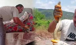 Amasya'da Evde Görülen Uzun Yılan Boynuna Sarıldı