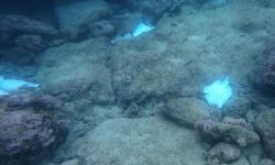 Antalya'da Deniz Altında Çok Sayıda Ölü Vatoz Balığı Görüldü