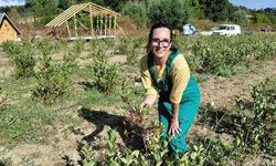 Aronya Meyvesinde Hasat Zamanı: Bolu Mudurnu'da Organik 'Mor Altın' Üretimi
