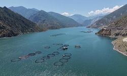 Artvin'de Üretilen Türk Somonu Yurt Dışına İhraç Ediliyor