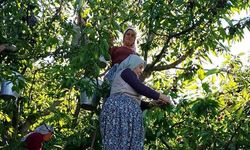 Batı Akdeniz'de Kiraz ve Vişne İhracatı Yüzde 376 Arttı