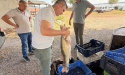 Beyşehir Gölü'nde Balık Avı Denetimleri Sıkılaştırıldı