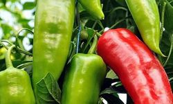 Biber Fiyatlarında Temmuz Ayında Yüzde 100'ü Aşan Artış